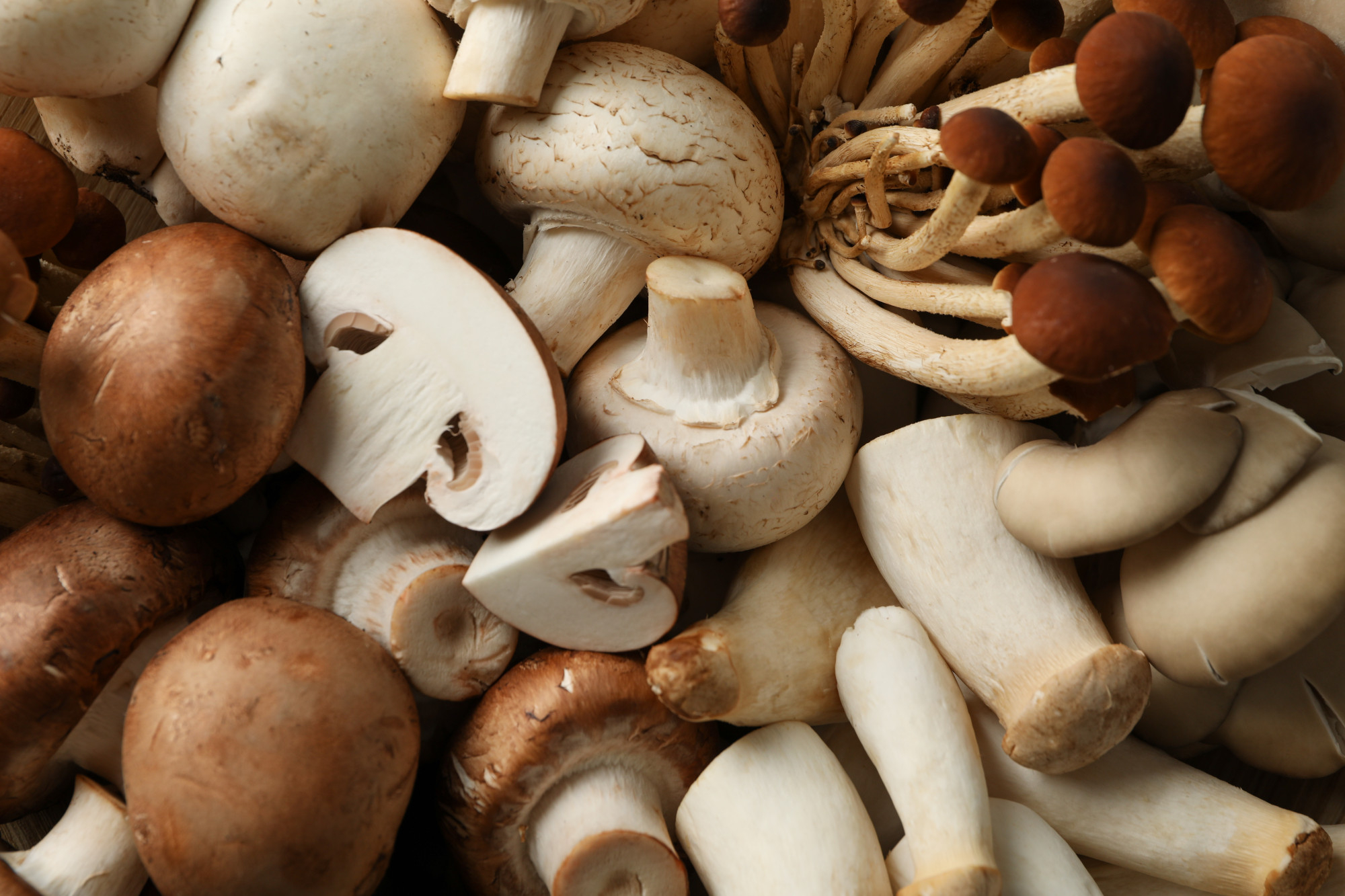 multiple types of mushrooms together