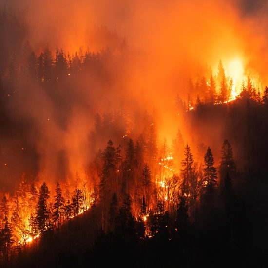 raging wildfire and smoke in the forest